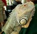 007%20Iguana